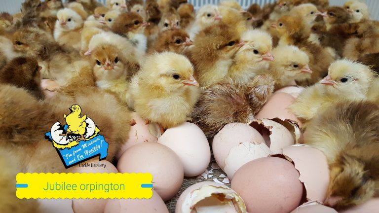 Jubilee Orpington Chicks