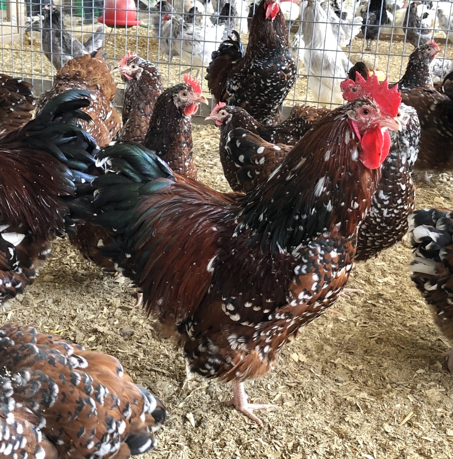 Jubilee Orpington Chicken For Sale Cackle Hatchery®