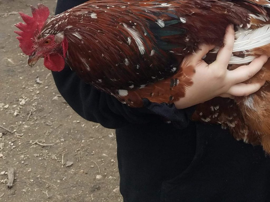 Jubilee Orpington Chicken For Sale Cackle Hatchery®