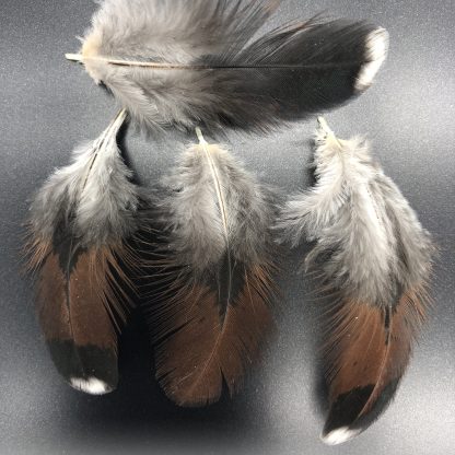 Jubilee Orpington Feathers