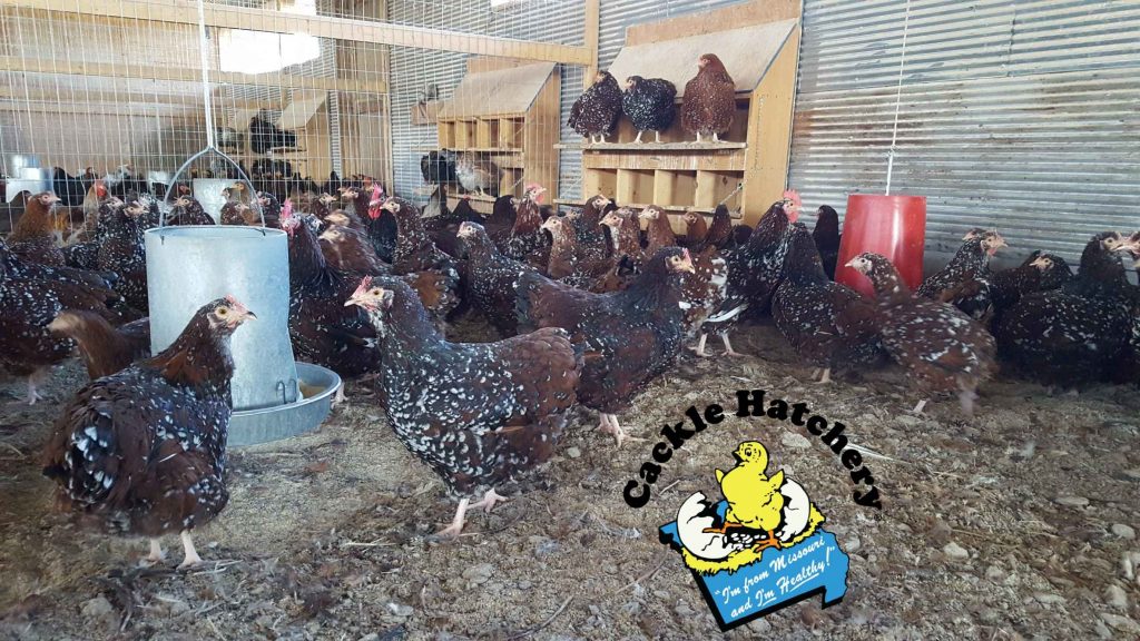 Jubilee Orpington Chicken For Sale Cackle Hatchery®