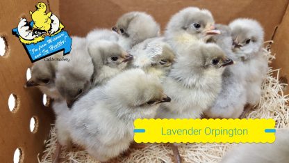 lavender Orpington Baby Chicks