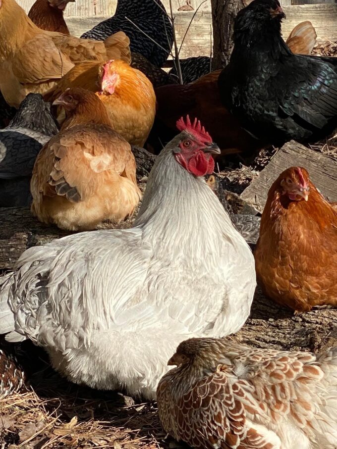 Lavender Orpington Chicken - Image 37