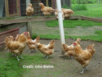 Buff Ameraucana Chicken