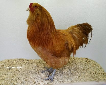 Buff Ameraucana Chicken