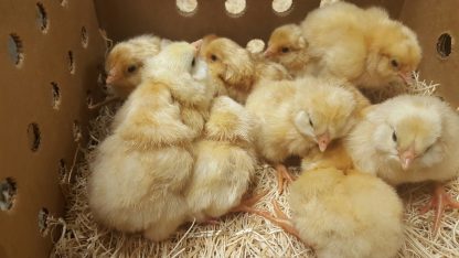 Buff Ameraucana Baby Chicks