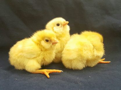 Buff Ameraucana Baby Chicks