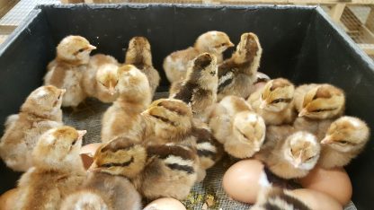 bielefelder Baby Chicks