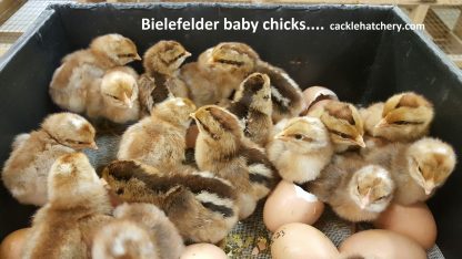 bielefelder Baby Chicks