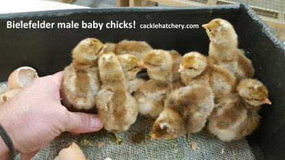bielefelder Baby Chicks