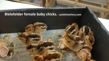 bielefelder Baby Chicks