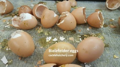 Bielefelder Chicken