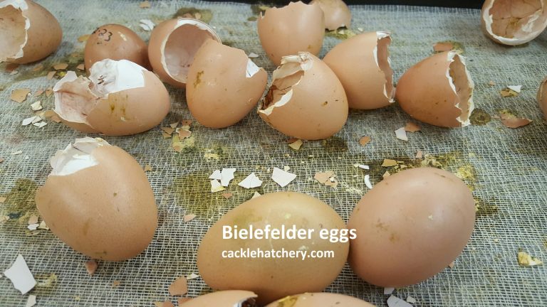 Bielefelder Chicken