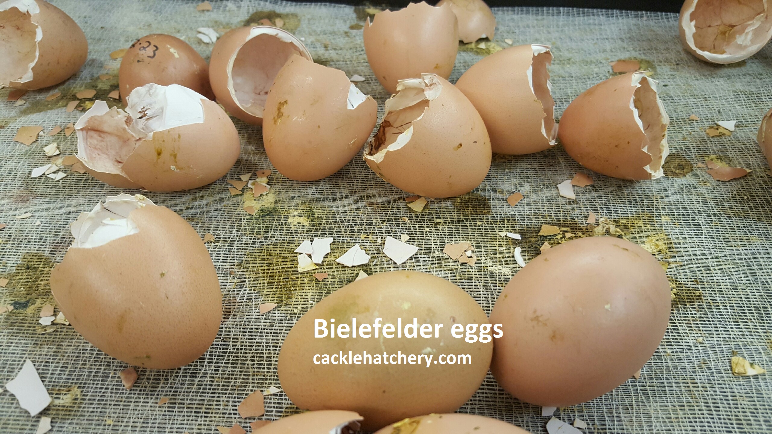 Bielefelder Baby Chicks - Chickens For Sale | Cackle Hatchery®