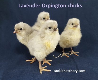 lavender Orpington Baby Chicks