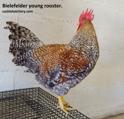 Young Bielefelder Rooster