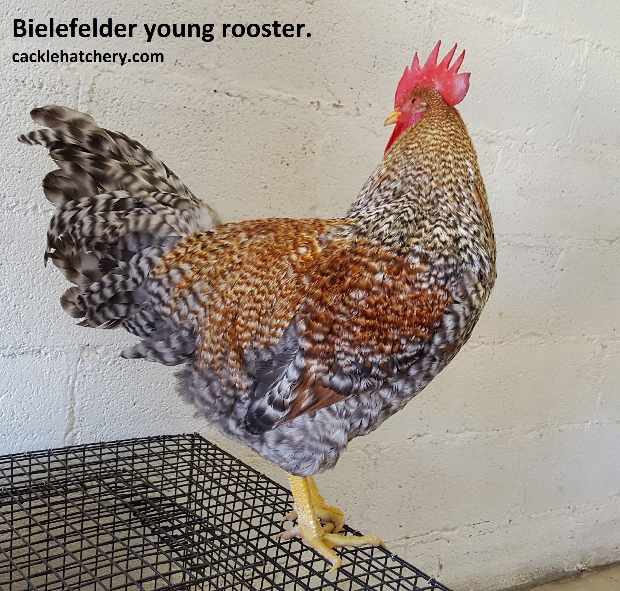 Bielefelder Baby Chicks - Chickens For Sale | Cackle Hatchery®