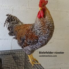 Bielefelder Rooster