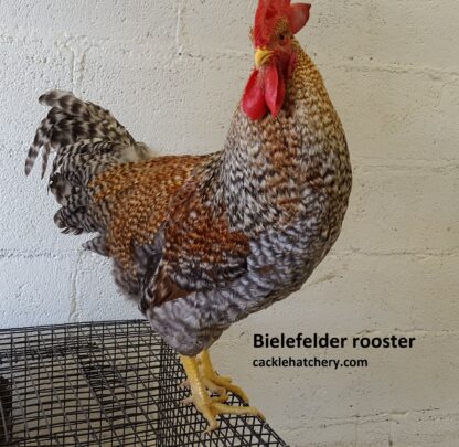 Bielefelder Rooster