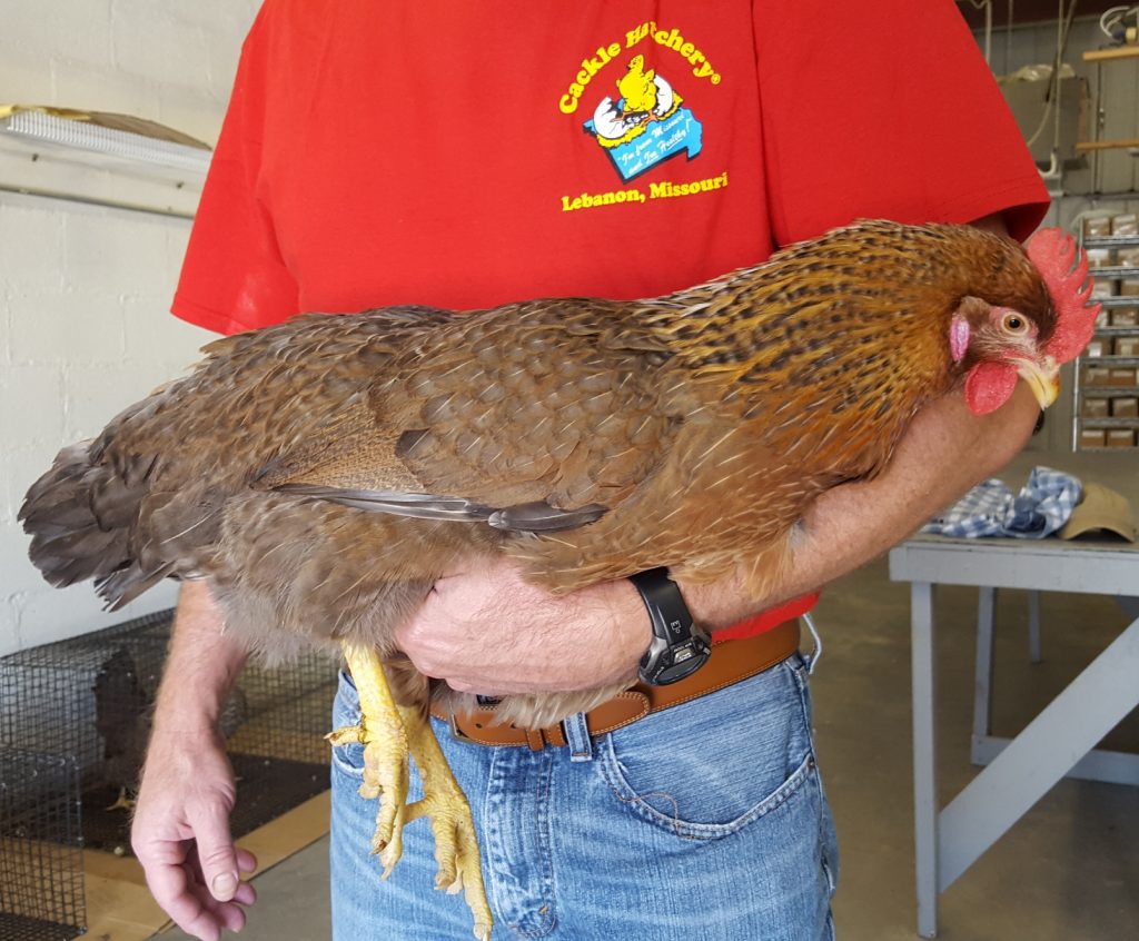 Bielefelder Baby Chicks Chickens For Sale Cackle Hatchery®