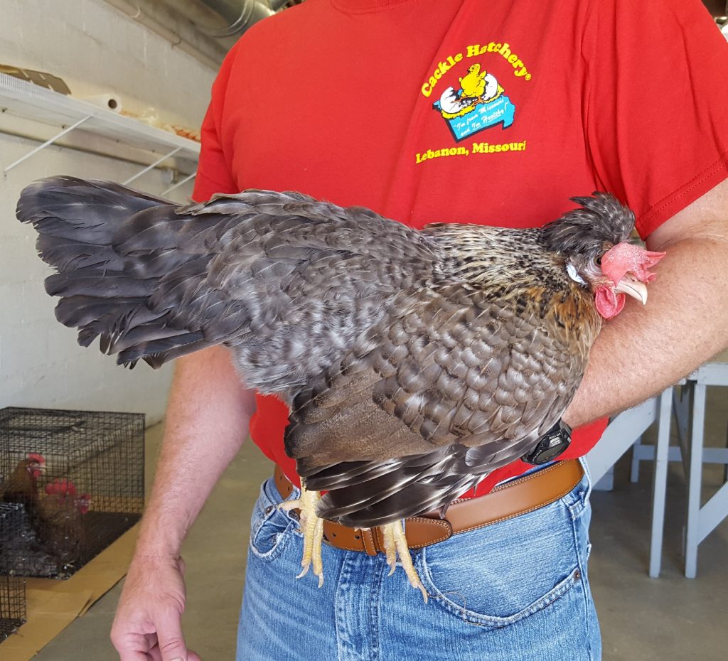 Cream Legbar Chickens For Sale Baby Chicks Cackle Hatchery®