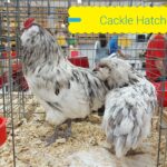 Splash Ameraucana Chickens