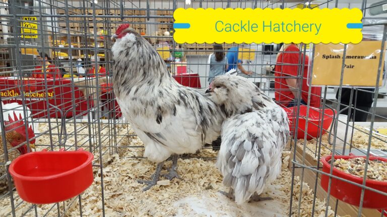 Splash Ameraucana Chickens