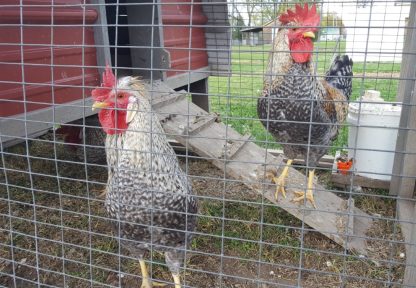 Cream Legbars Chicken