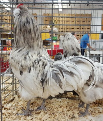 Splash Ameraucana Chickens