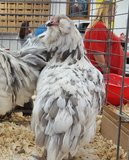 Splash Ameraucana Chickens