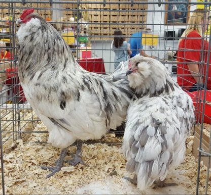 Splash Ameraucana Chickens