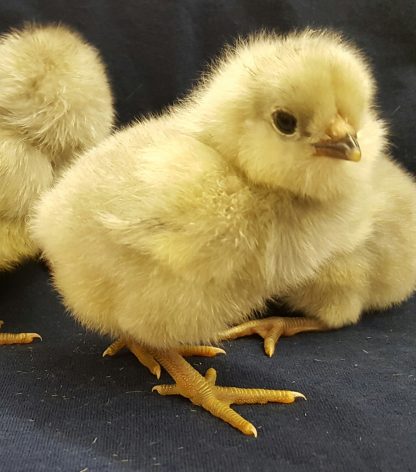 Splash Ameraucana Chicks