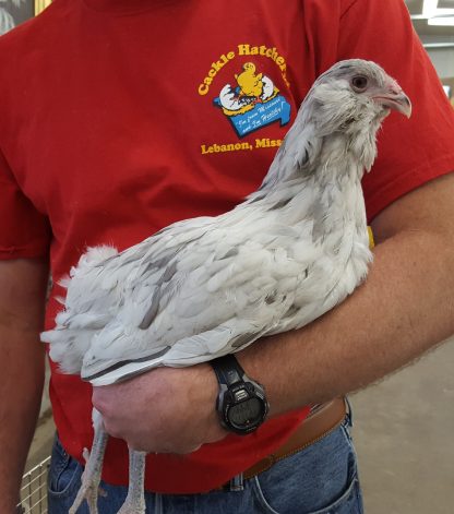 Splash Ameraucana Chickens