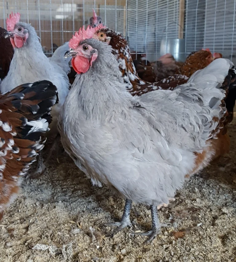 thumbnail image 2 of 12 +2/ RARE BREED Lavender Orpington Hatching Eggs 2 of 6