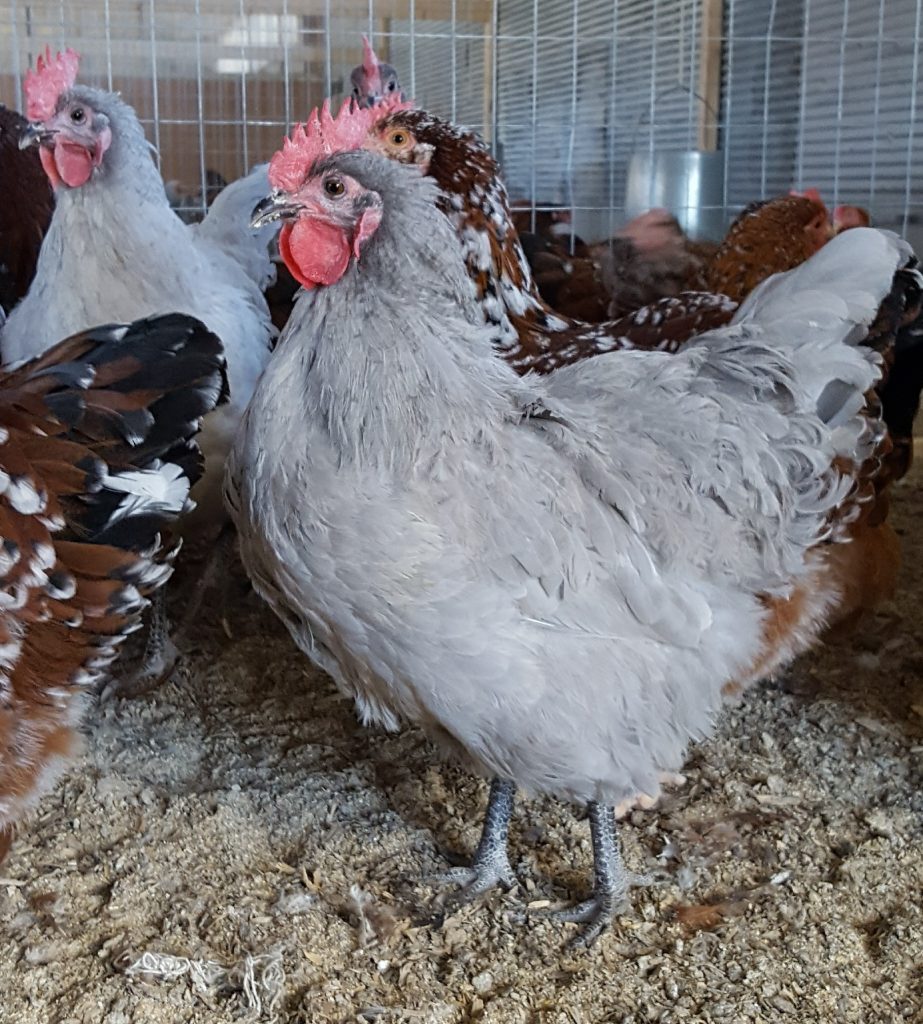 Lavender Orpington Chicken For Sale Cackle Hatchery®