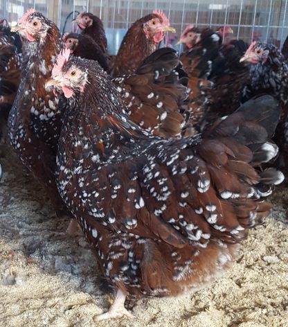 Jubilee Orpington Chicken