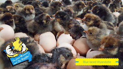 Blue Laced Red Wyandotte Chicks