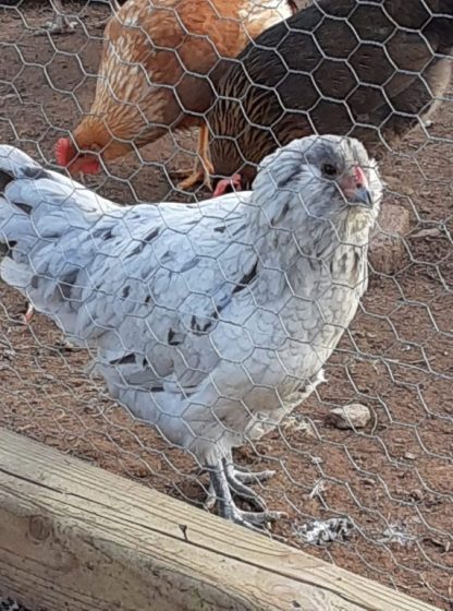 Splash Ameraucana Chicken