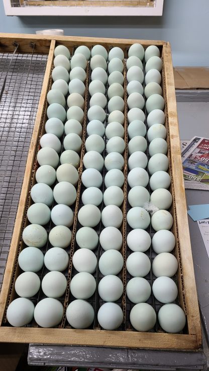 Splash Ameraucana Eggs