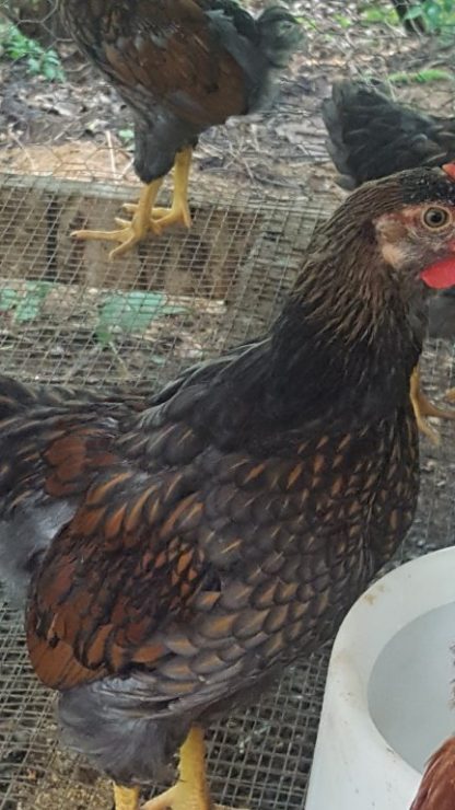 Blue Laced Red Wyandotte ( very young male) juvenile feathers not matured into true adult color and pattern