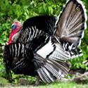 Heritage Breed: The Narragansett Turkey