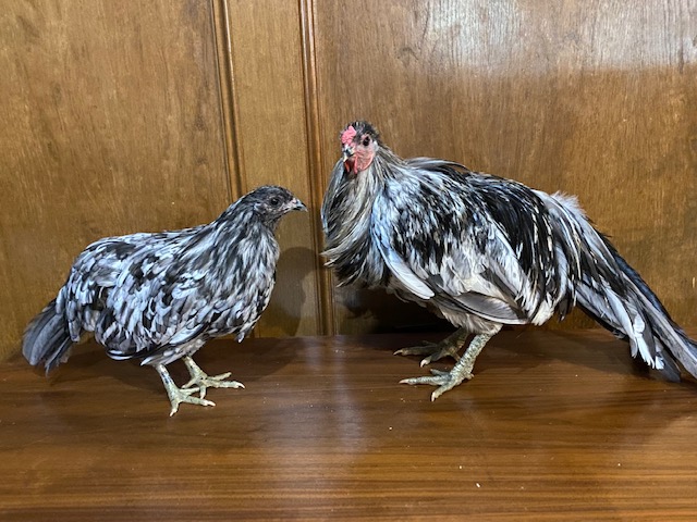 ziekenhuis Ithaca Zee Splash Sumatra Chicken : Baby Chicks for Sale | Cackle Hatchery®