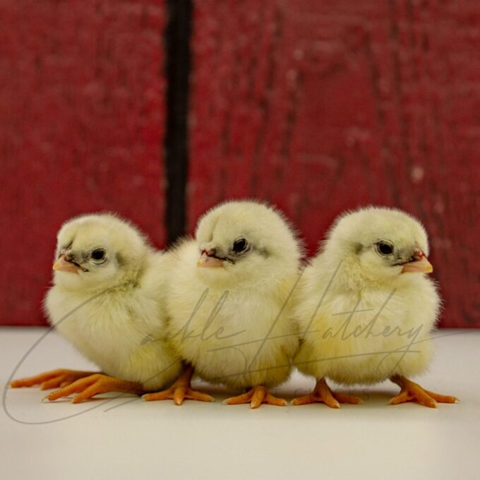 Splash Sumatra Chicks