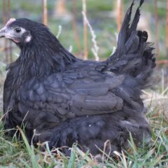 Black Australorp Started Pullet