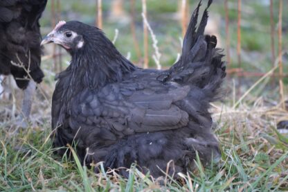 Black Australorp Started Pullet