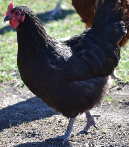 Black Australorp