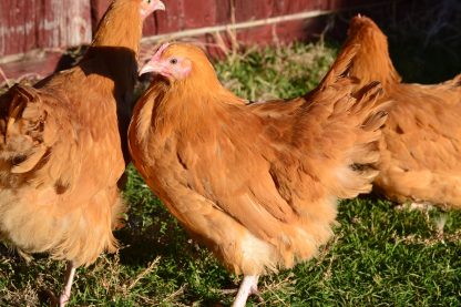 Buff Orpington Started Pullet