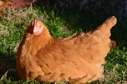 Buff Orpington Started Pullet