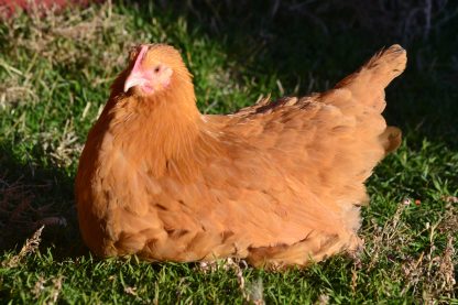 Buff Orpington Started Pullet