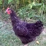 Cuckoo Marans